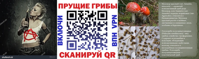 наркотики  Шацк  Галлюциногенные грибы Psilocybine cubensis 
